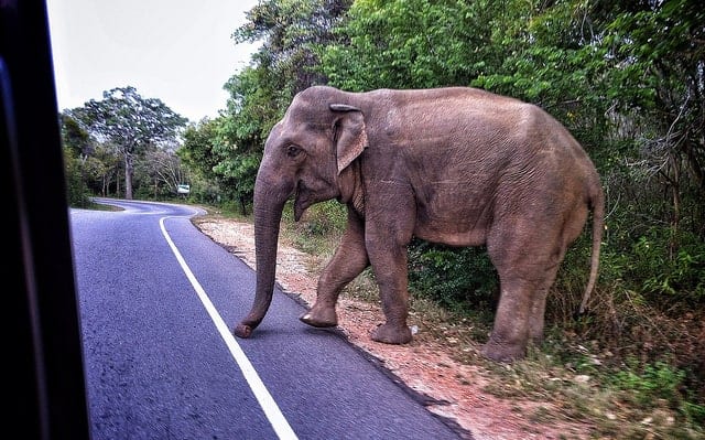 Elephant walking in the road.